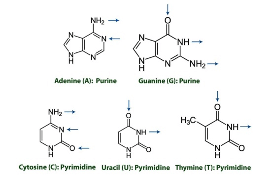 MCAT Biochemistry Macromolecules - Purines and Pyrimidines
