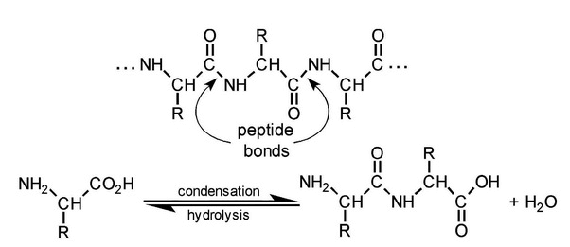 Biochemistry Macromolecules: Summary I - Amino Acid