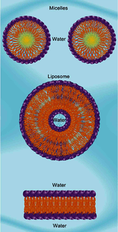 MCAT Biochemistry Plasma Membrane - Amphipathic molecules arranged in micelles