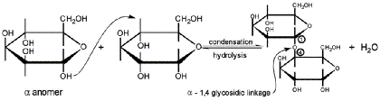 Glycosidic linkages