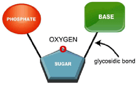 MCAT Biochemistry - Nucleotides