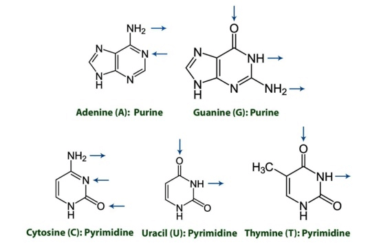 Biochemistry Macromolecules Chart