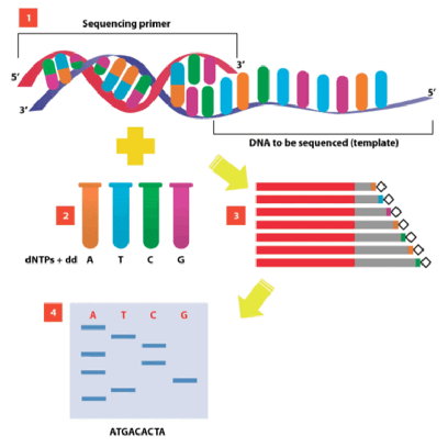 MCAT Biochemistry Biotechnology - DNA Sequencing