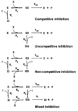 Biochemistry Macromolecules: Summary IV - Metabolism