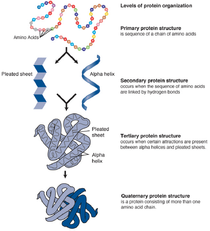 Levels of Protein Organization