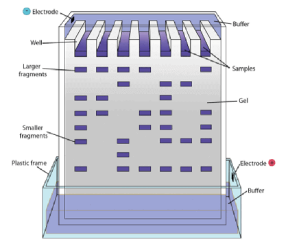 MCAT Biochemistry Biotechnology - Gel Electrophoresis Technique