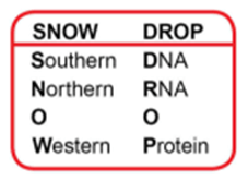 MCAT Biochemistry Mnemonic for Remembering the Blotting Techniques