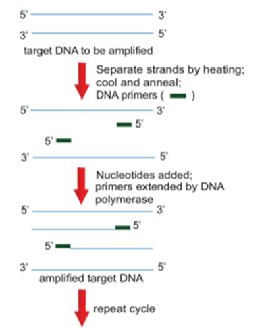 MCAT Biochemistry Biotechnology - Polymerase Chain Reaction