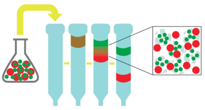 MCAT Biochemistry Size-Exclusion Chromatography or Gel Filtration