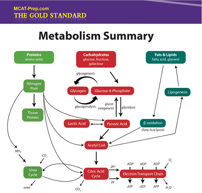 Biochemistry Macromolecules: Summary IV - Metabolism