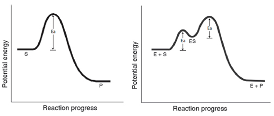 MCAT General Chemistry - Catalysis