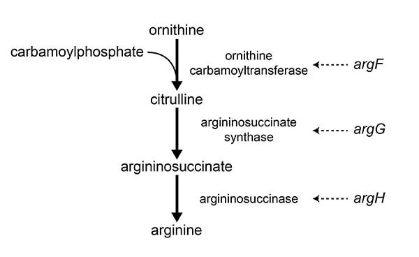 MCAT Biology synthesis pathway amino acid arginine