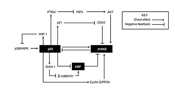 MCAT Biochemistry - Apoptosis