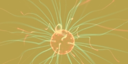 Atomic Nucleus and Electronic Structure