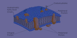  MCAT Biochemistry Plasma Membrane: Summary I